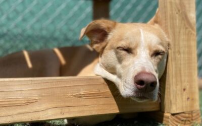 Considerations for Pet Care