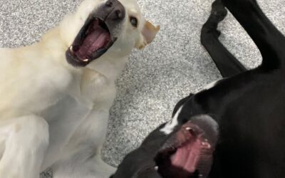 Dog Daycare – Right for Your Dog?