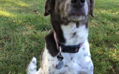 Becoming a Dog Trainer