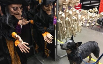 Puppies, Dogs, and Halloween, Oh My!